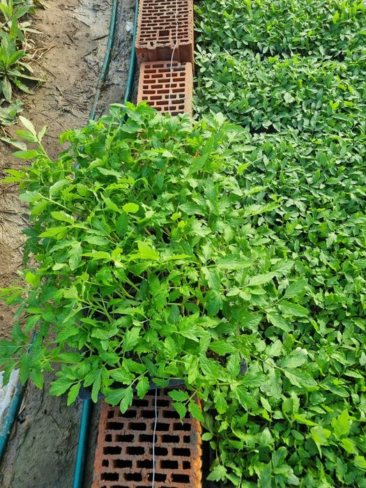Rasaduri de legume