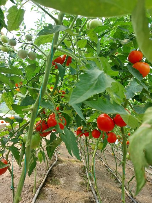 Roșii românești dulci bio!