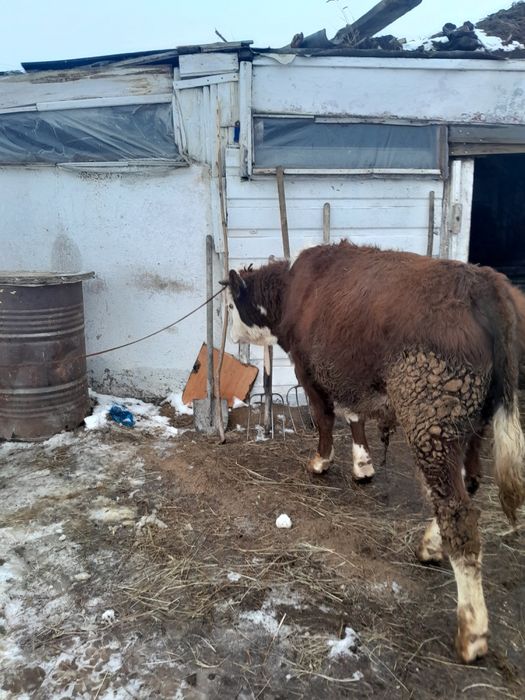 Продам       бычка