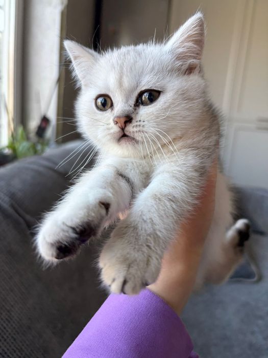 Котята Британские