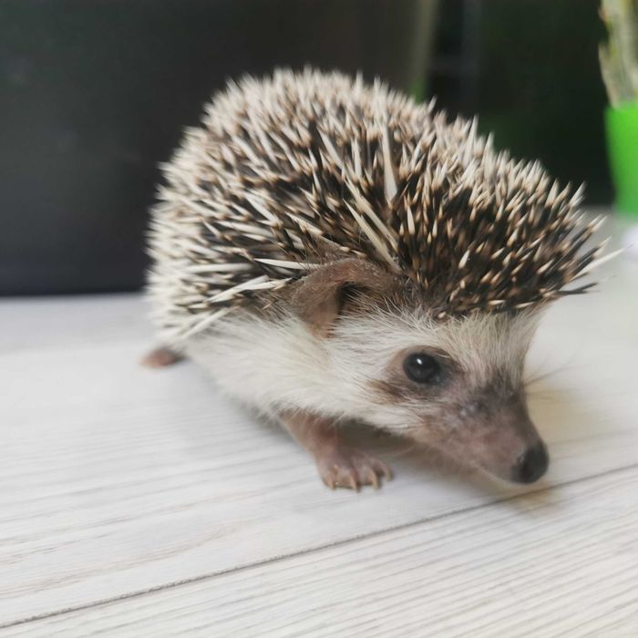 Малки таралежчета