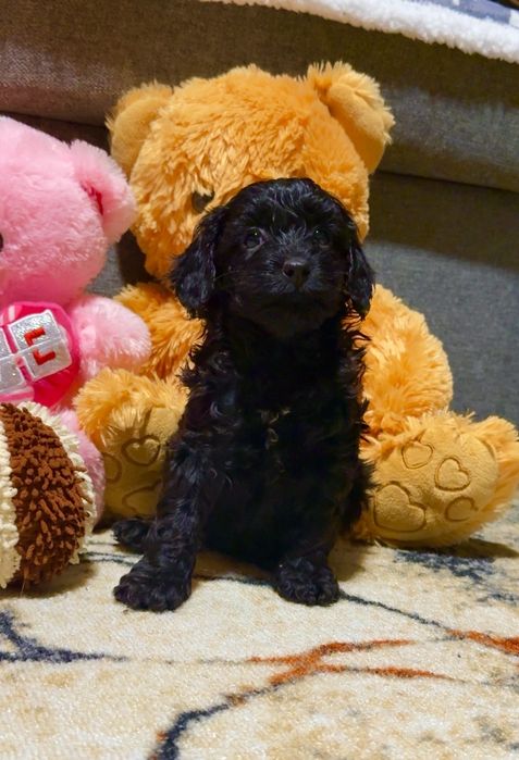 Мини пудел той пудел момиче