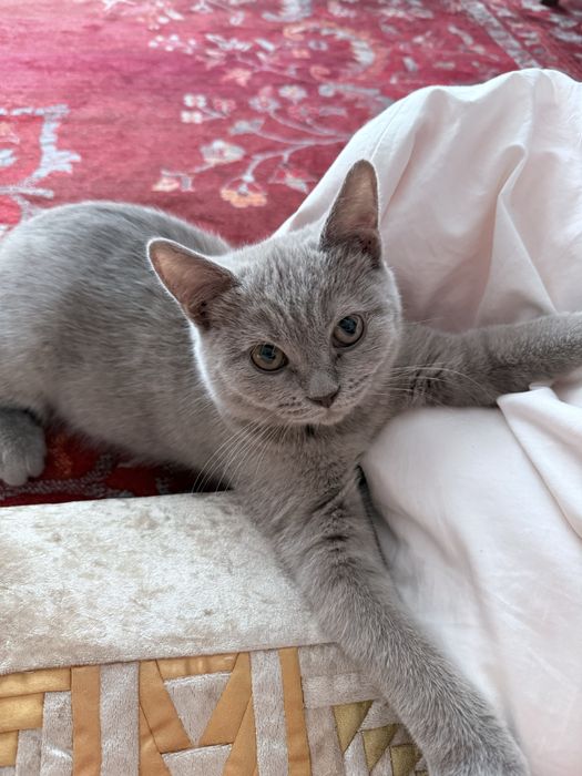 Бесплатно котенок 4 месяца британец