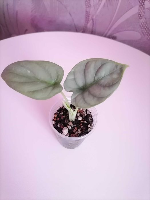 Продам деток алоказий