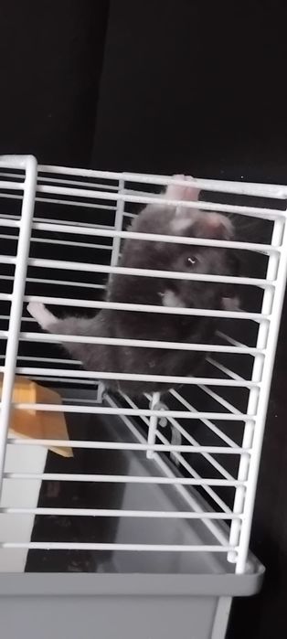 Vand {HAMSTER PITIC} trmen de supravetuire  ,antre 2-3 ANI