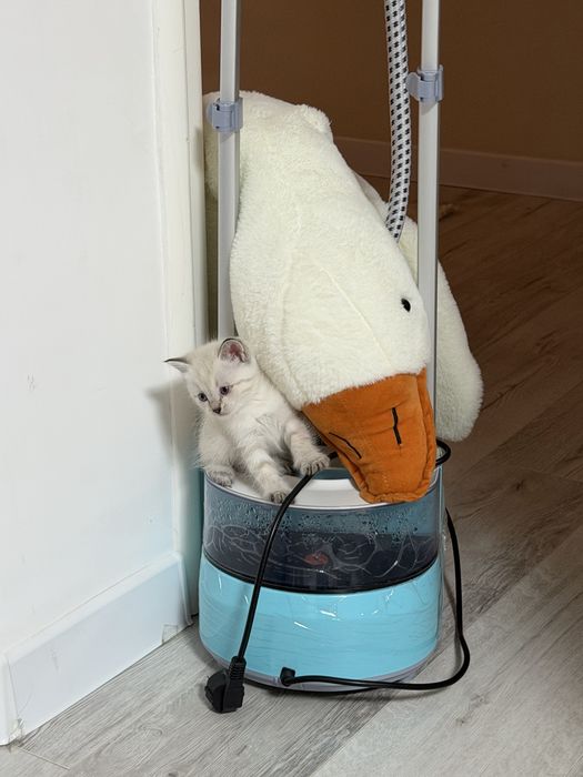 Кошки приученые