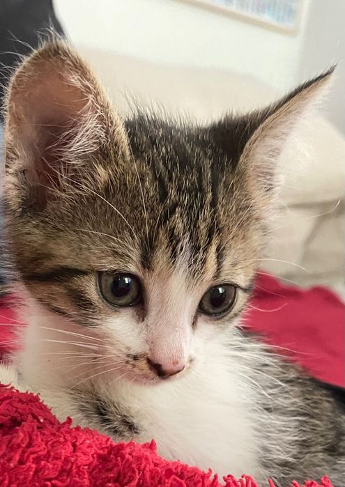 Adopții pisici - pui