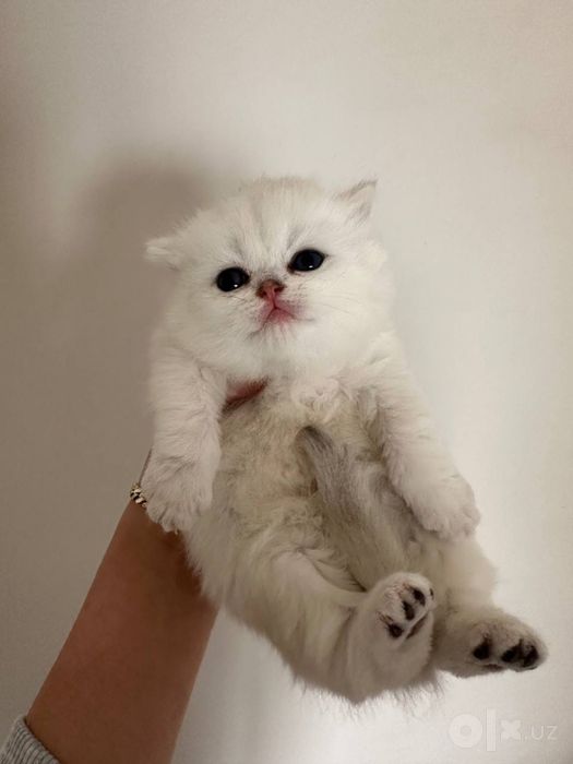 Чистакровные британиские котята на прадаже