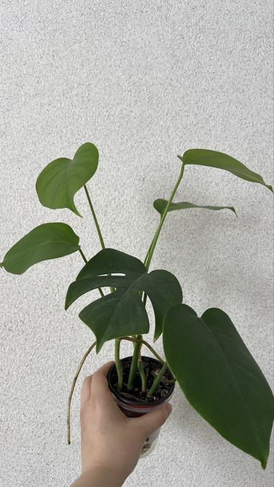 Монстера деликатесная