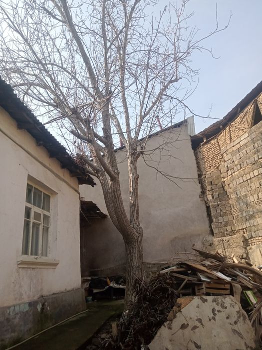 Продам дерево орех срочно диаметр по окружности 1метр90см