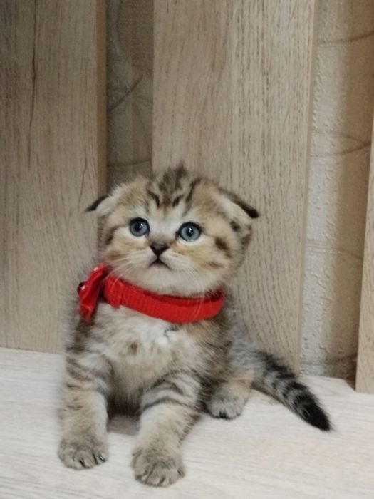 Шотланский скоттиш фолд! Золотая шиншилла табби!
