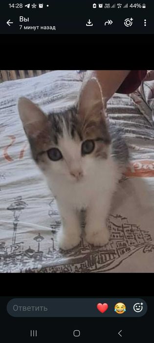 Отдам котенка мальчик в добрые руки