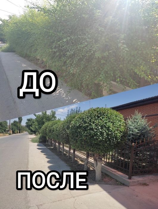 Вечно зелёный сад