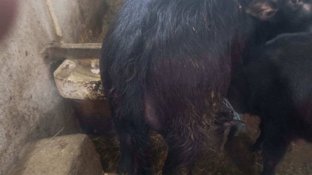 Vițel, mascul de vanzare