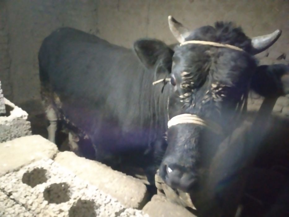 Бука сотилади срочна