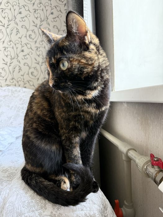 Кошечка Марфуся ищет дом
