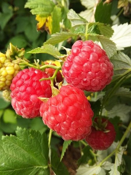 Саженцы кучатлар дарахт