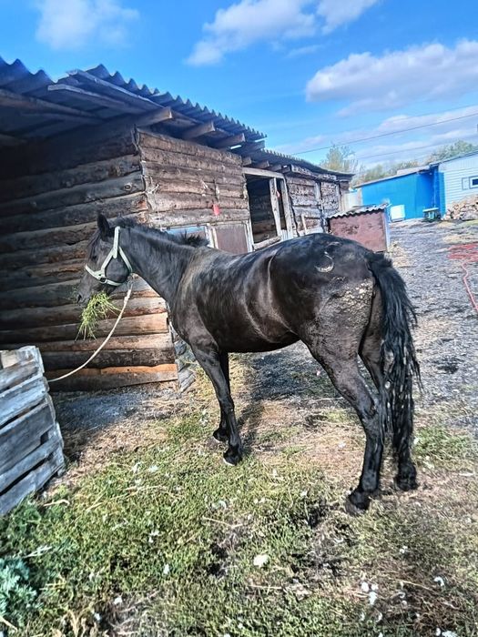Байтал сатылады ,