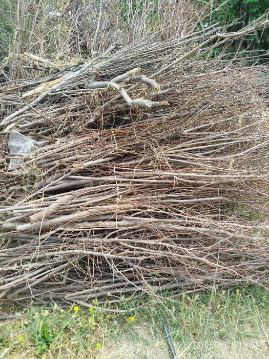 Mevali daraxtlarni shoxlari bogʻlab qoʻyilgan tayyor