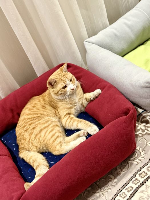 Зоомагазин Лежаки Домики Воротники Игрушки Кормы Лакомства