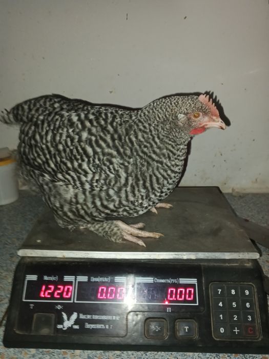 Продам цыплят привитые.