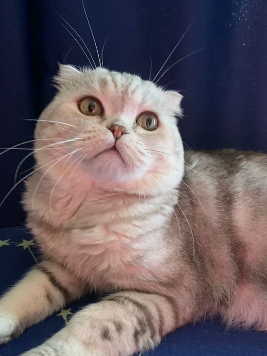 Вязка. Шотландский вислоуий кот.