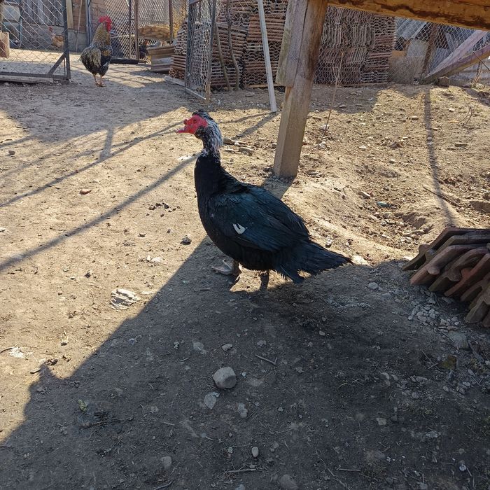 Vând gâște și ouă pentru incubat