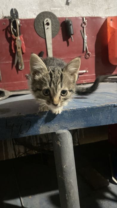 Котята кот кошка