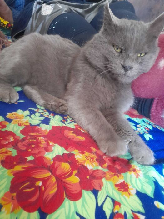 Zotdor uy mushugi srochna sotiladi