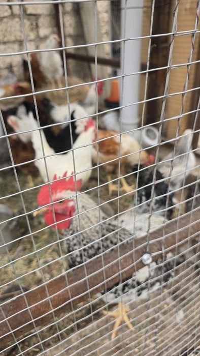Продам петухов 5 месяца, Адлер