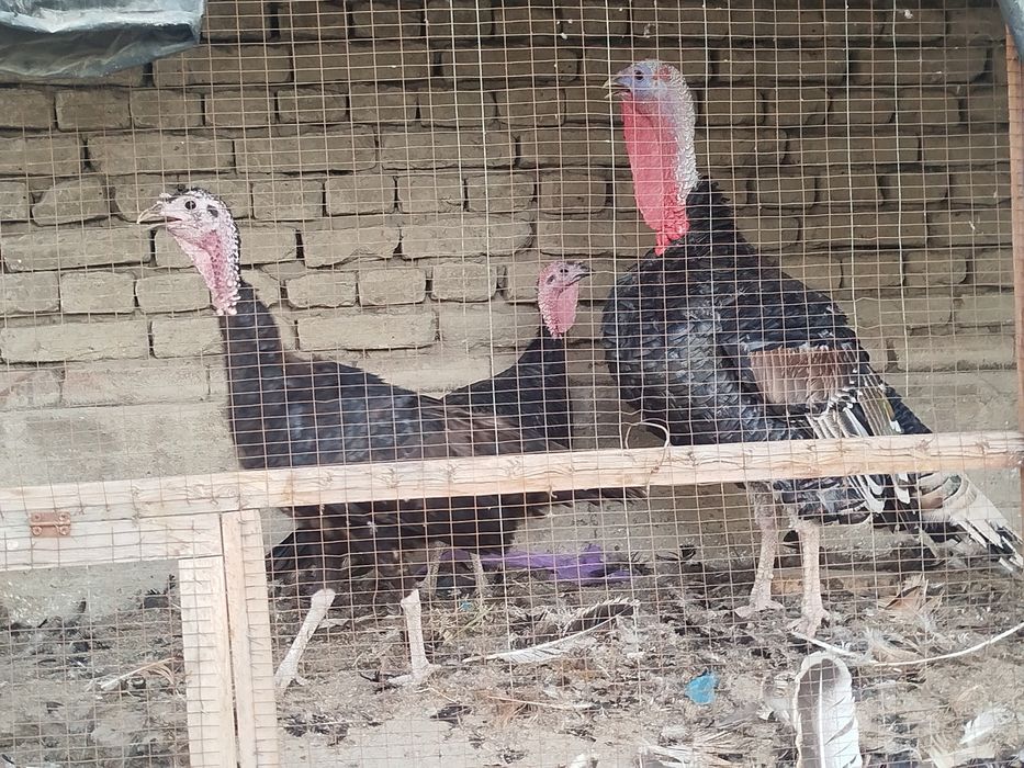 Domashniy qora tovuqlar bor. Faqat optom olganga.