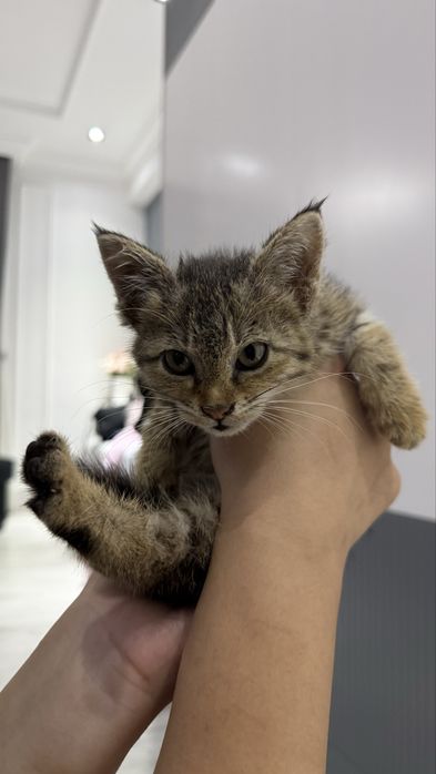 Ищем дом котенку