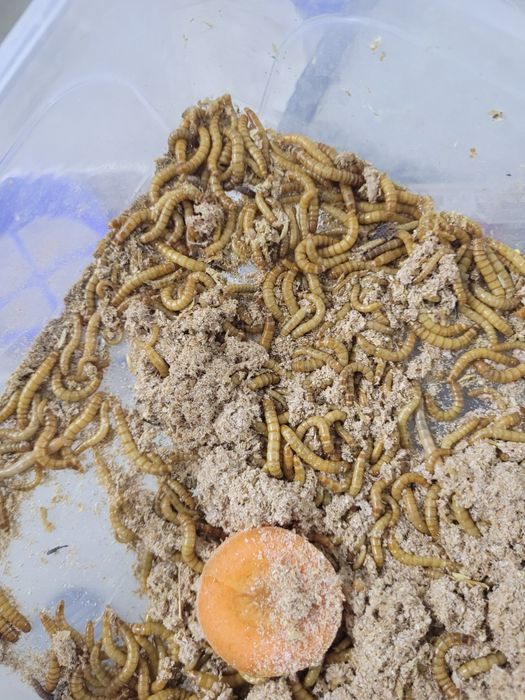 Hrana vie  Gindaci Dubia