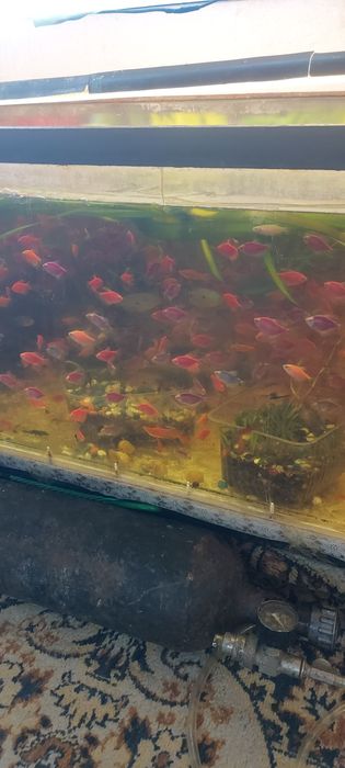 Скалярии вуаль. Растения рыбки..