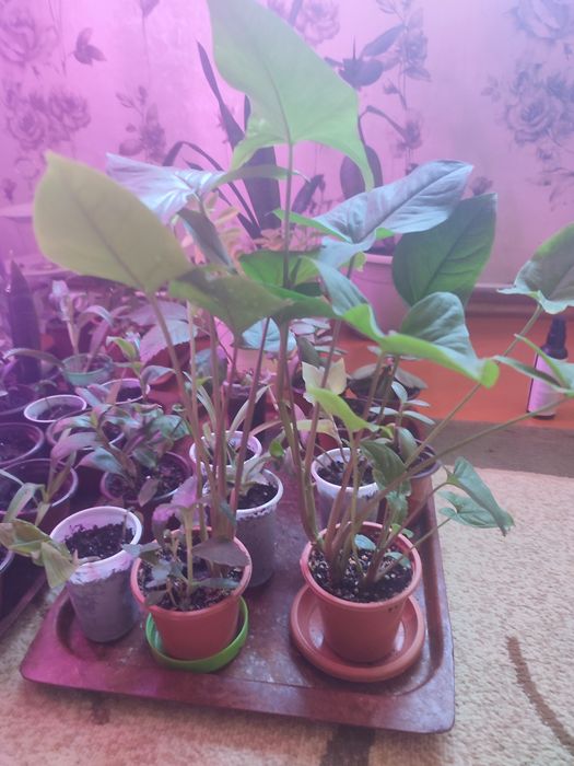 Продам комнатные цветы