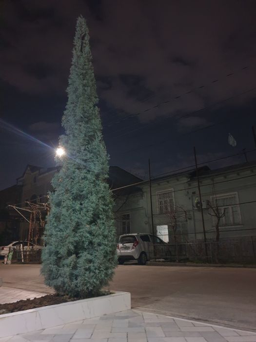 Итальянский кипарис