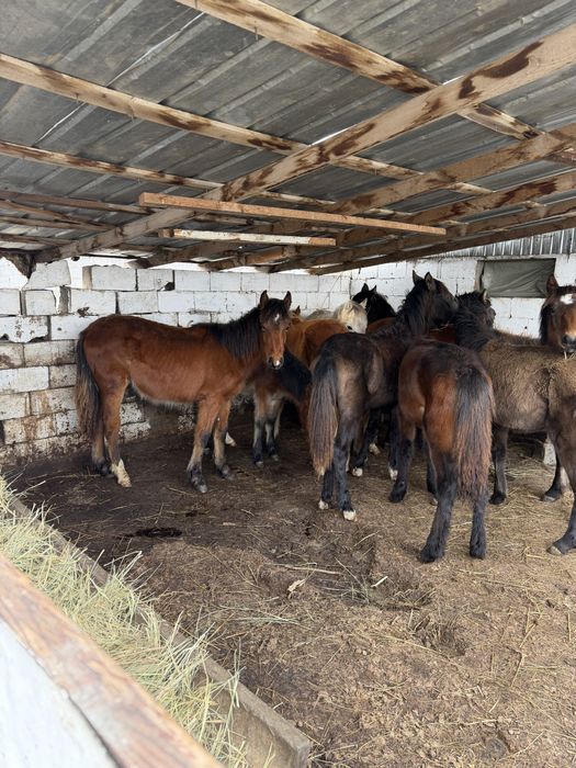 Жабағылар жақсы 11 бас