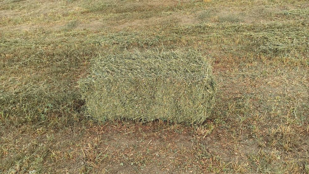 Baloți de lucernă