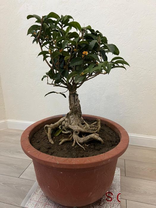 Душистый Османтус