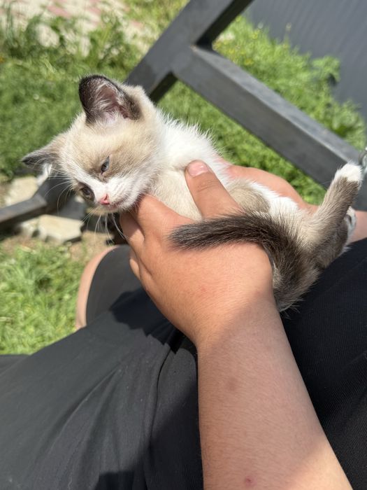 Отдам котят 4 мальчика