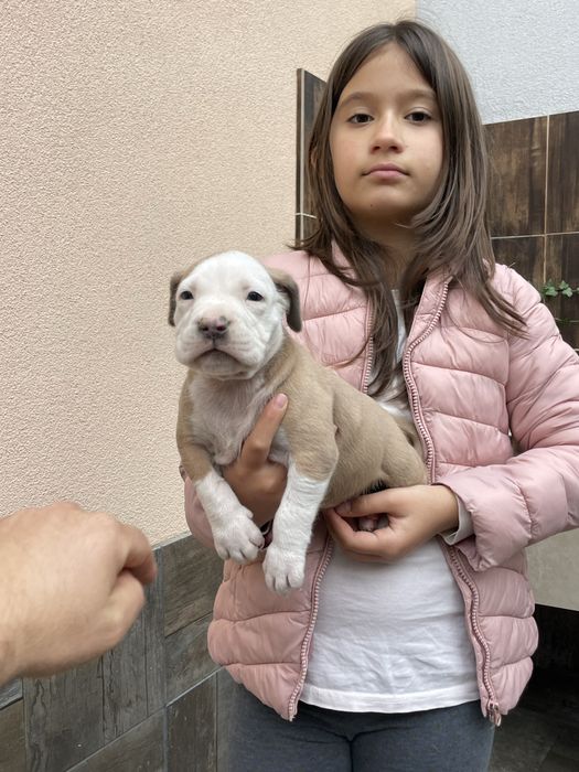 ТОП Американско були ХХЛ