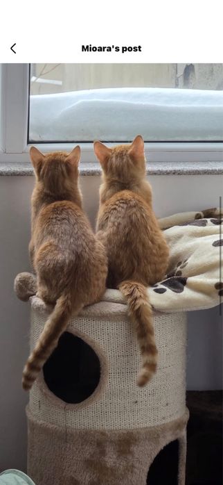 2 motanei spre adoptie