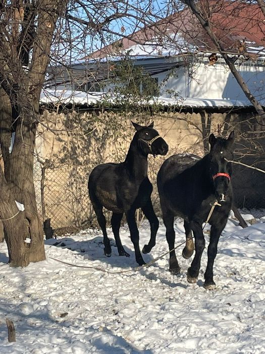 Продаётся кобыла с жеребёнком жерёбая