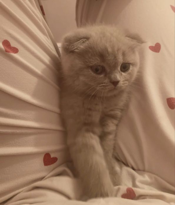 Котята, британец+шотланка микс