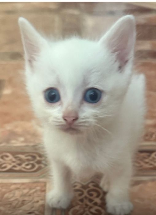 Отдам даром котенка