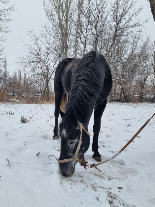 Ат, айғыр, жылқы, жеребец, конь, лошадь