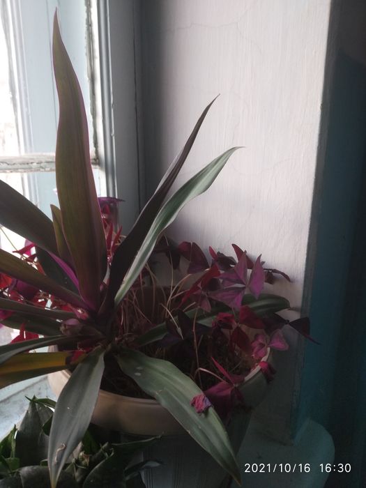 Цветок комнатный  Рэо