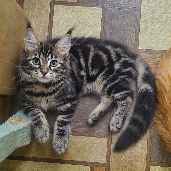 Мэйн кун котята продам