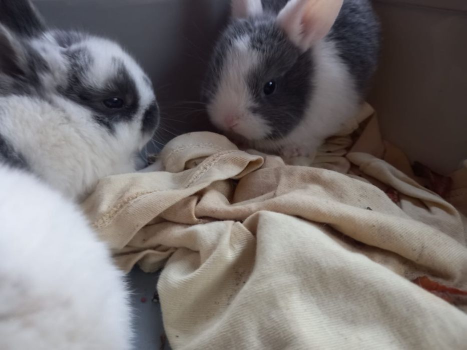 Продам декоративных крольчат.