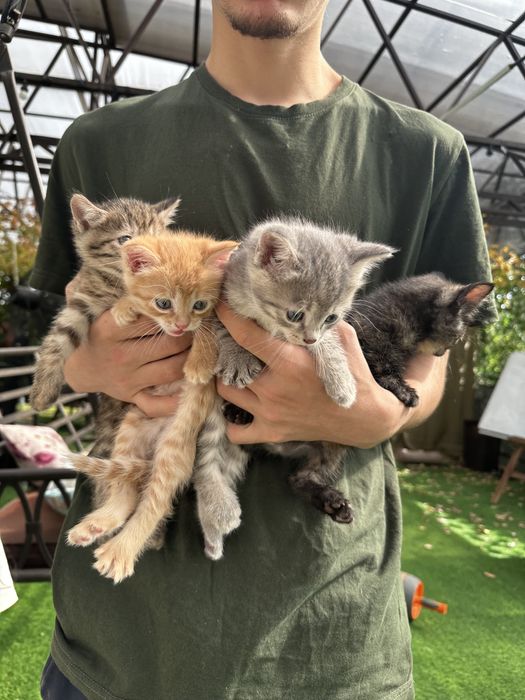 Отдам котят в хорошие руки